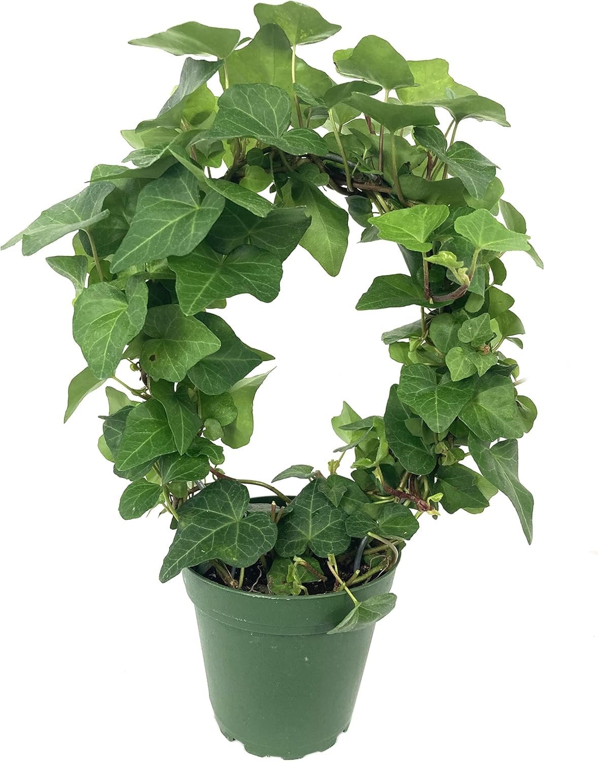 English Ivy Hoop 3 Live Plants In 4 Inch Pots Hedera Helix english-ivy-hoop-3-live-plants-in-4-inch-pots-hedera-helix