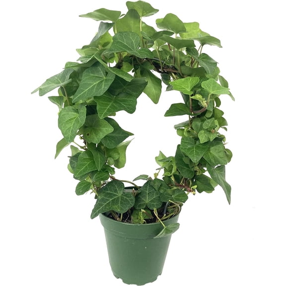 English Ivy Hoop - 3 Live Plants in 4 Inch Pots - Hedera Helix - Florist Quality - Beautiful Easy Care Indoor Air Purifying Topiary Houseplant Vine
