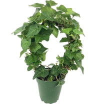 English Ivy Hoop - Live Plant in a 4 Inch Pot - Hedera Helix - Florist Quality - Beautiful Easy Care Indoor Air Purifying Topiary Houseplant Vine