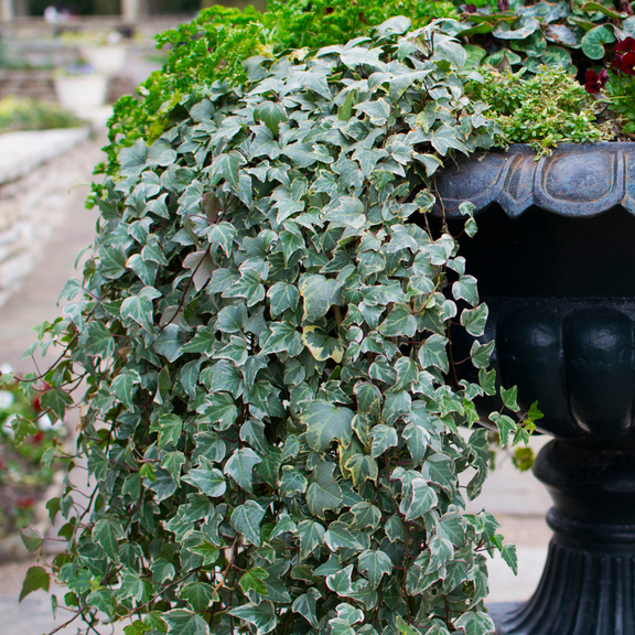 English Ivy Live Plant, 2 Pcs in 4 Inches Pot, Well Rooted from 4 to 7 Inches Tall, Perennial Vine Green Ivy for Home Office Dcor