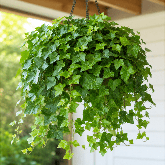 English Ivy Live Plant 3-5 Inch Tall, Trailing Green Vine for Indoor and Outdoor Garden, No in CA