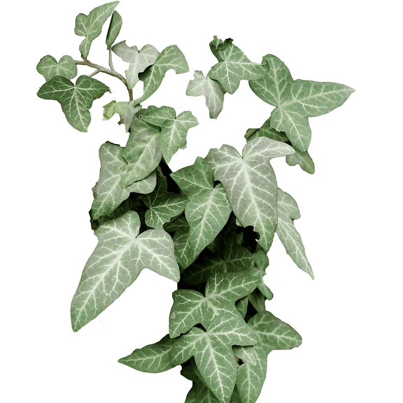 English Ivy Plant  Evergreen Climbing Vine and Ground Cover for Indoors or Outdoor Gardens