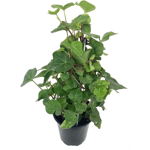 English Ivy Tree - 5 Live Plants in 4 Inch Pots - Hedera Helix - Florist Quality - Stylish Air Purifying Topiary Houseplant Vine