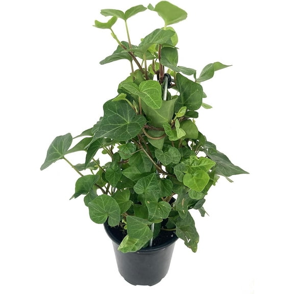 English Ivy Tree - Live Plant in a 4 Inch Pot - Hedera Helix - Florist Quality - Stylish Air Purifying Topiary Houseplant Vine