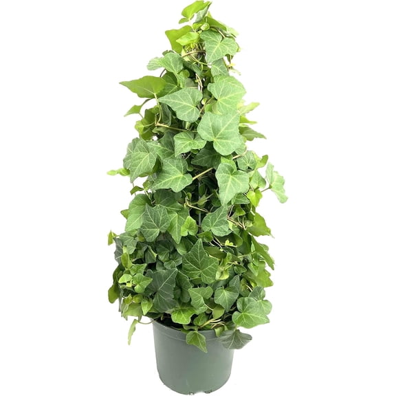 English Ivy Tree - Live Plant in a 6 Inch Pot - Hedera Helix - Stylish Air Purifying Topiary Houseplant Vine