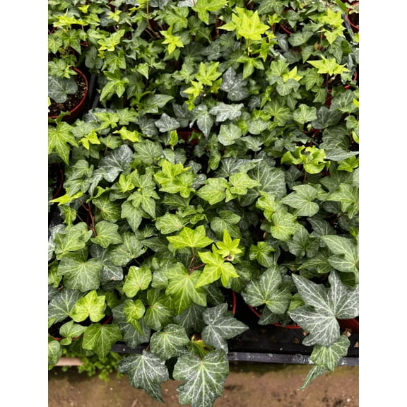 English Ivy Vine Trailing Ivy Plant Hedera Helix Climbing Green Leaves Plant 4"Pot