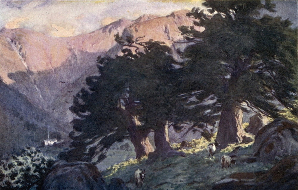 English Lakes 1908 Borrowdale Yews Canvas Art - A Cooper (24 x 36)