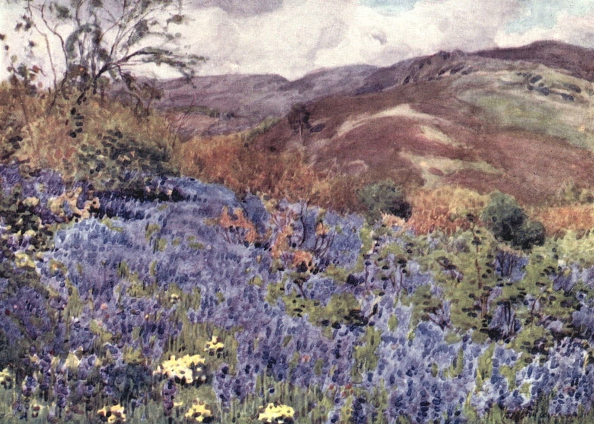 English Lakes 1908 Wild Hyacinths Canvas Art - A Cooper (18 x 24)