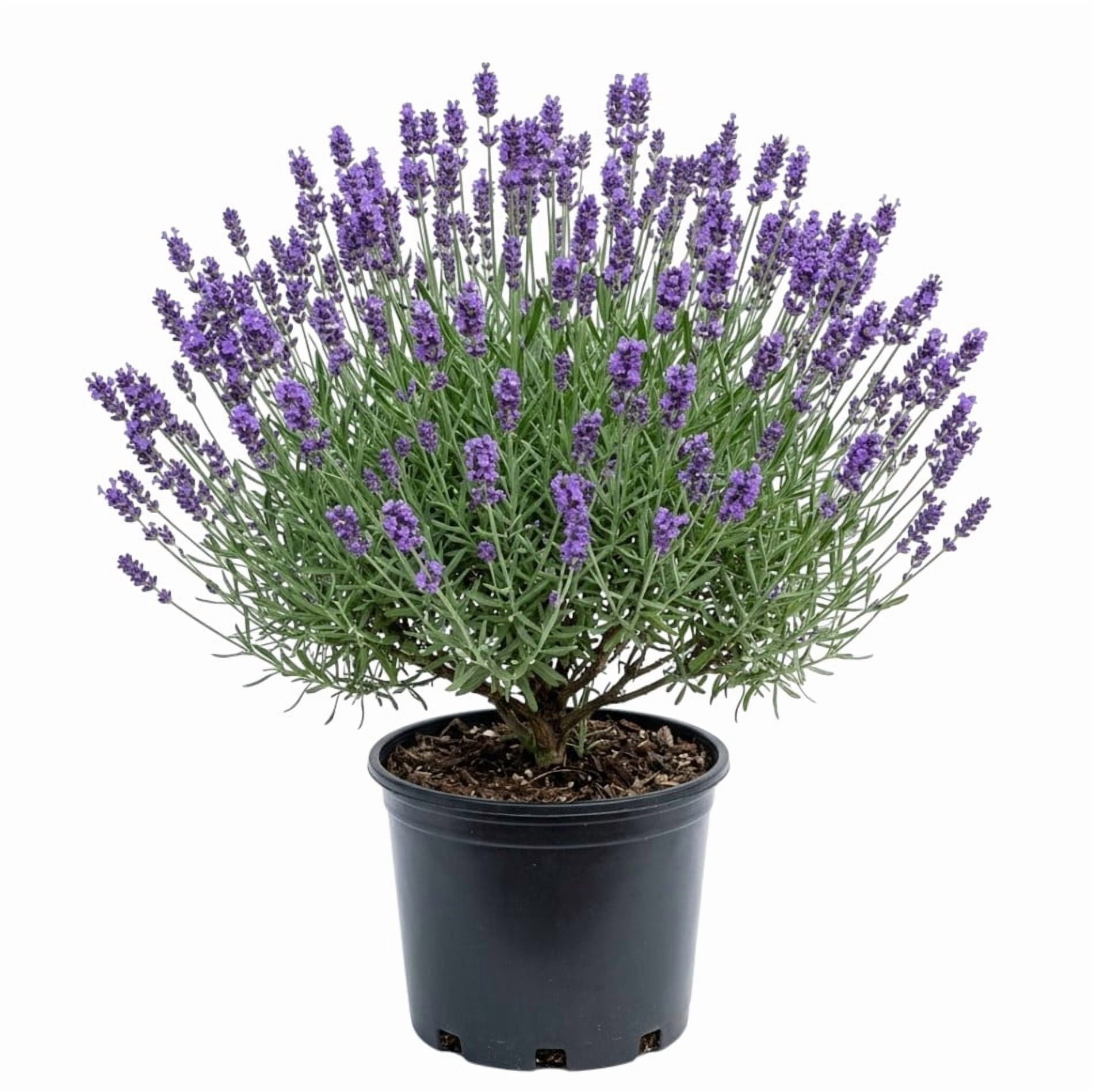 Lavendar Plant