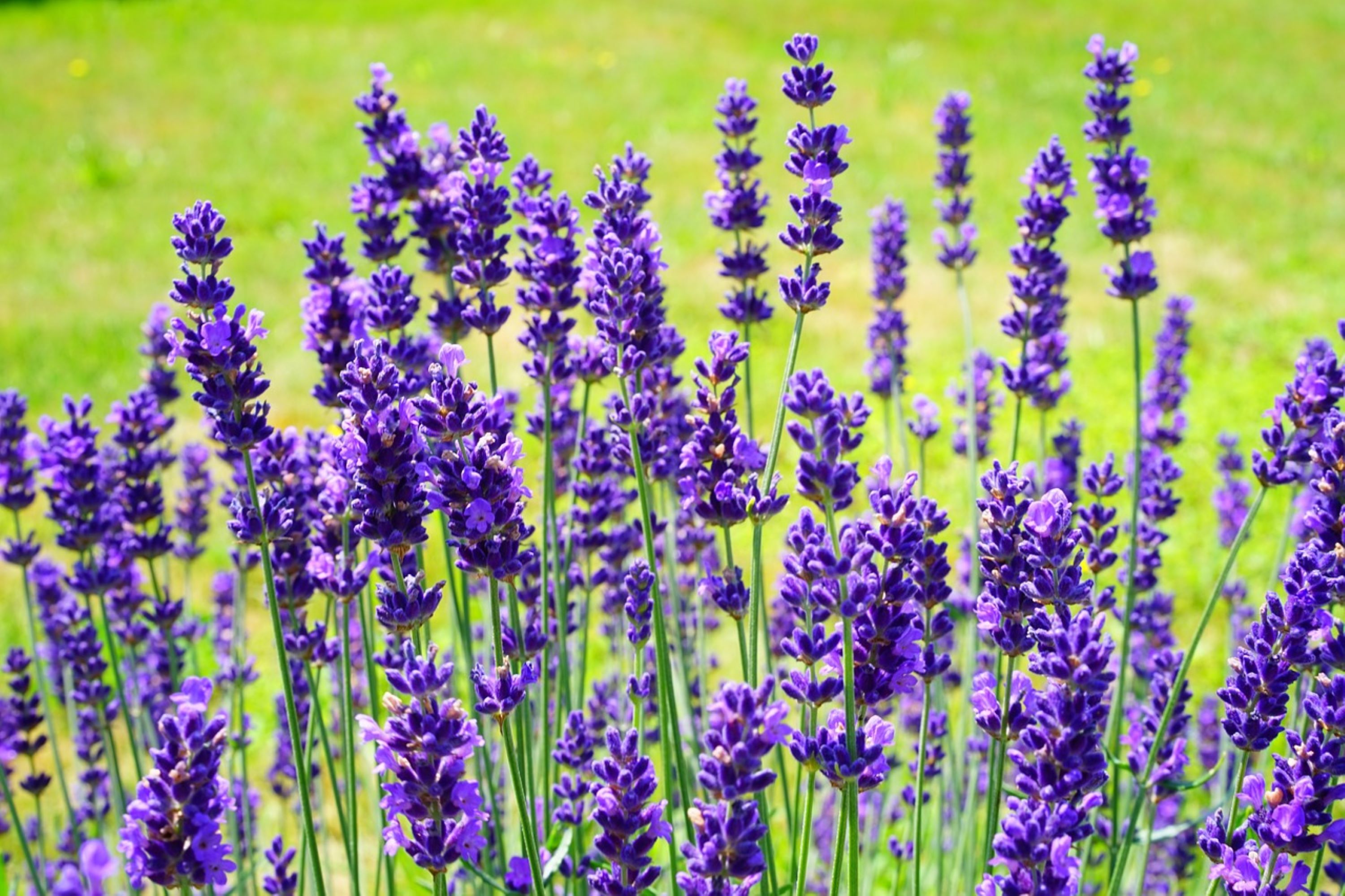 English Lavender Vera seeds/ Perennial/ Full Sun/ 7000 Seeds 1/4 oz