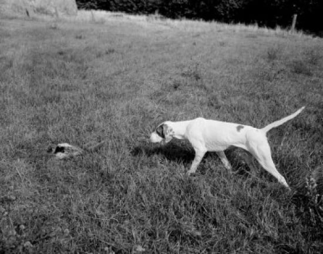 English Pointer pheasant hunting in wheat stubble Canvas Art - (24 x 36)