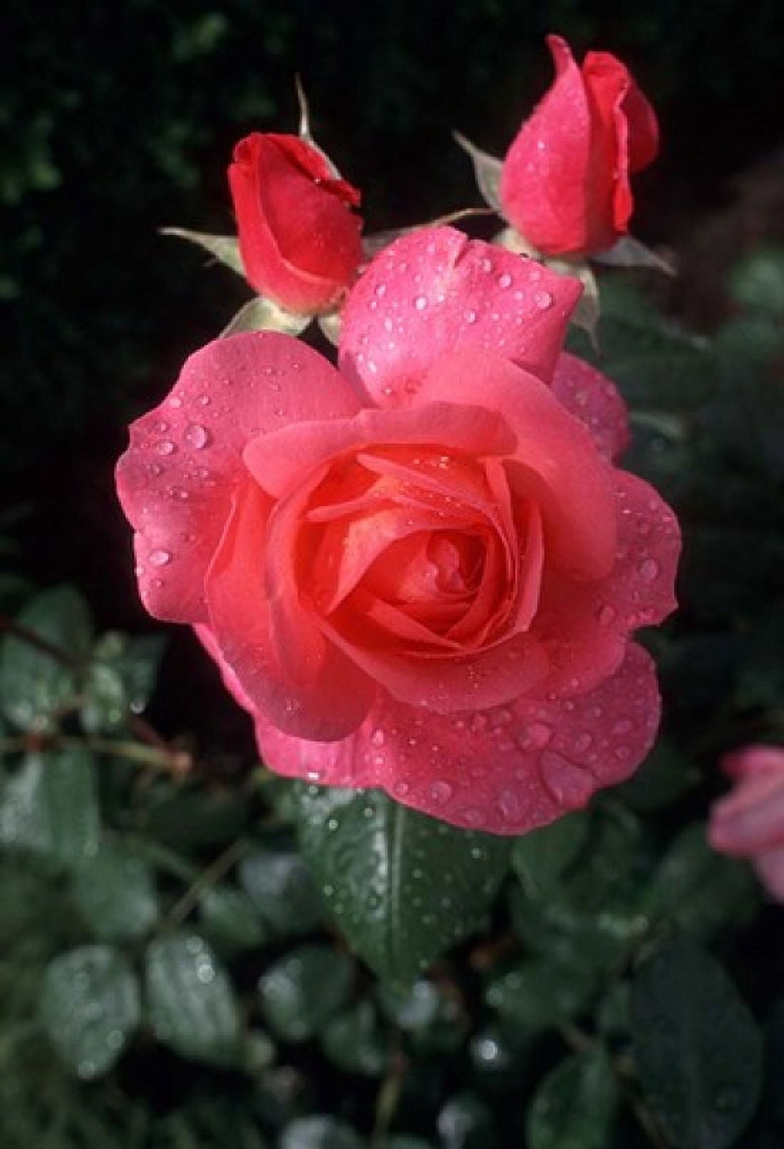 English Rose in Butchart Gardens Vancouver Island British Columbia Canada Canvas Art - Connie Ricca DanitaDelimont (18 x 26)