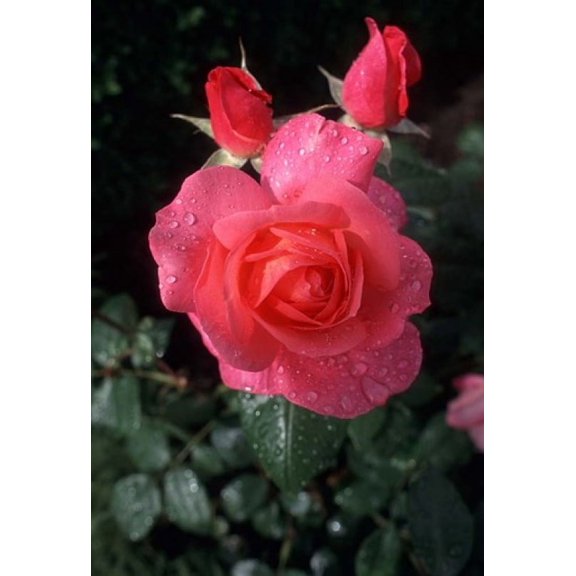 English Rose in Butchart Gardens Vancouver Island British Columbia Canada Canvas Art - Connie Ricca DanitaDelimont (24 x 36)