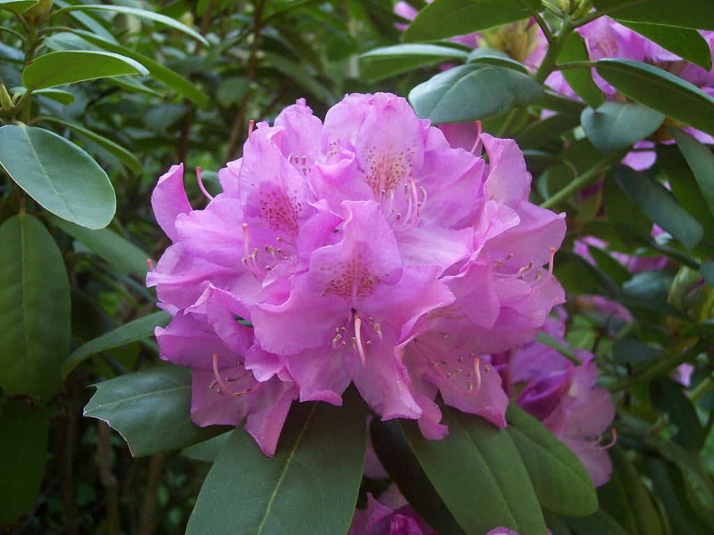 English Roseum Rhododendron - Classic Pink - 4