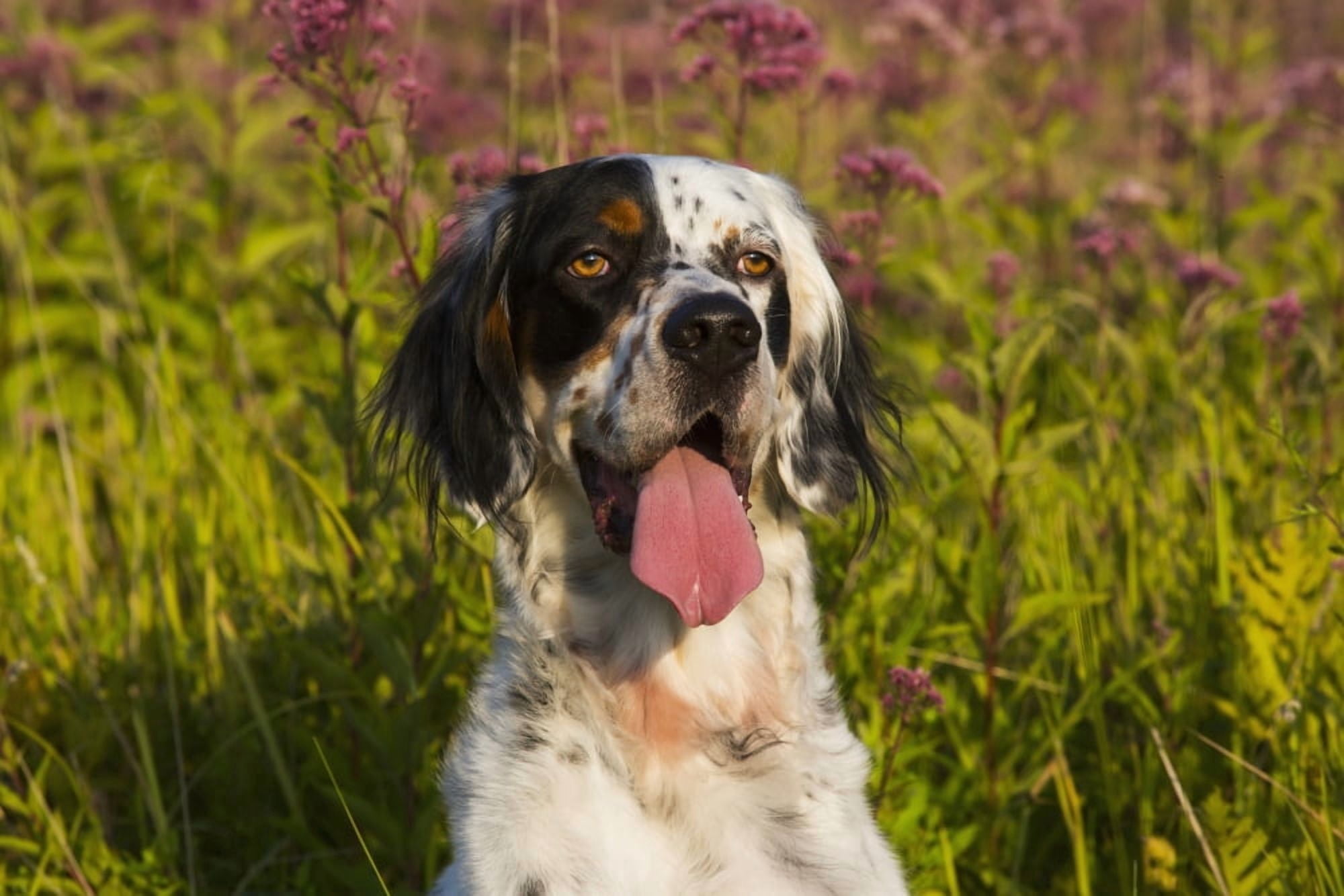 English Setter in late summer vegetation Waterford Connecticut United States of America Canvas Art - Lynn Stone Design Pics (19 x 12)