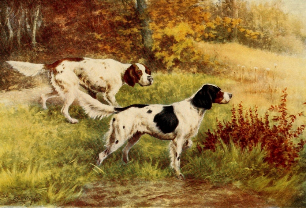 English Sport 1903 Setters Canvas Art - Edmund Osthaus (24 x 36)