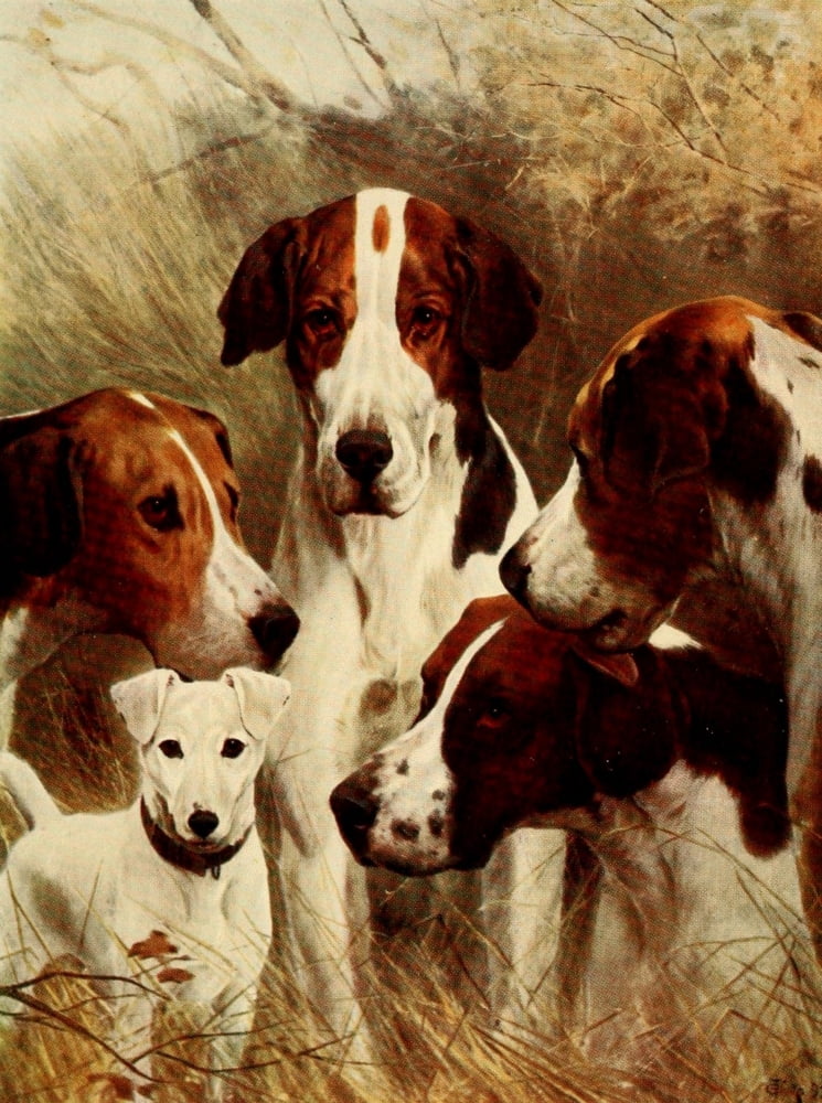 English Sport 1903 The pick of the pack Canvas Art - Unknown (24 x 36)