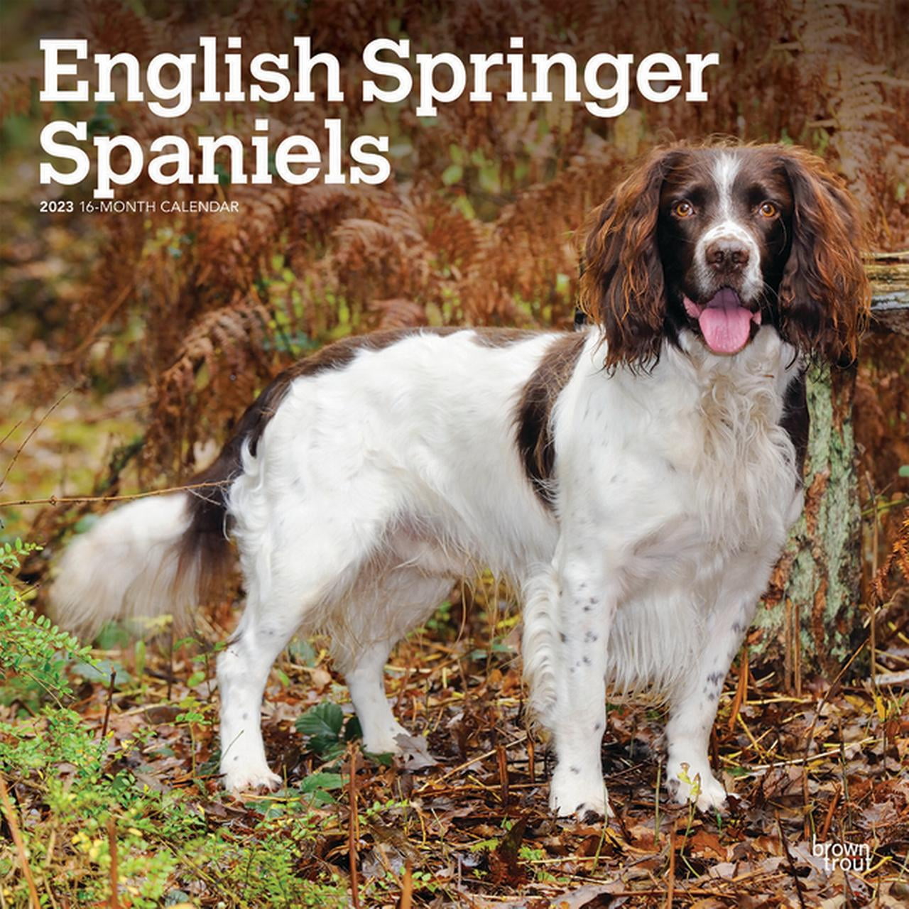 Field Vs Bench Springer Spaniel Sale head.hesge.ch
