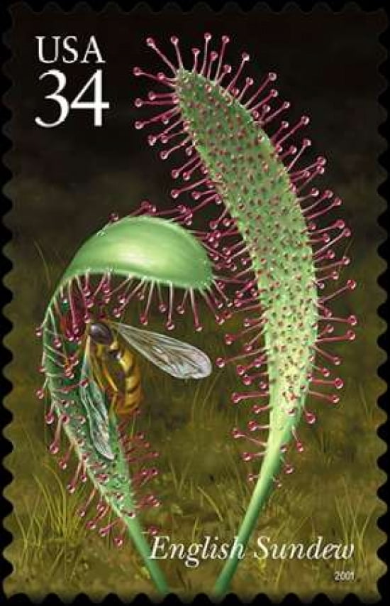 English Sundew Canvas Art - US POSTAL SERVICE (24 x 36)