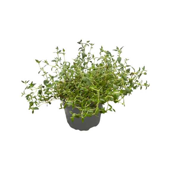 English Thyme Herb - 4" Pot - Thymus Vulgaris - Live Plant