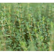 English Thyme plant  Organic , common thyme 3.5 inch pot
