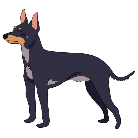 English Toy Terrier Decal | Indoor/Outdoor | Dog Lover Super Cute Sticker for SUV Windows, Dorm Rooms, Bedroom, Offices | SignMission personalized gift | 12"