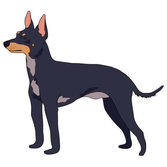 English Toy Terrier Decal | Indoor/Outdoor | Dog Lover Super Cute Sticker for SUV Windows, Dorm Rooms, Bedroom, Offices | SignMission personalized gift | 36"