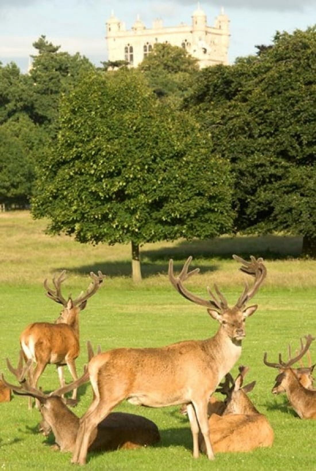 English red deer stags Nottingham England Canvas Art - Peter Skinner DanitaDelimont (11 x 17)