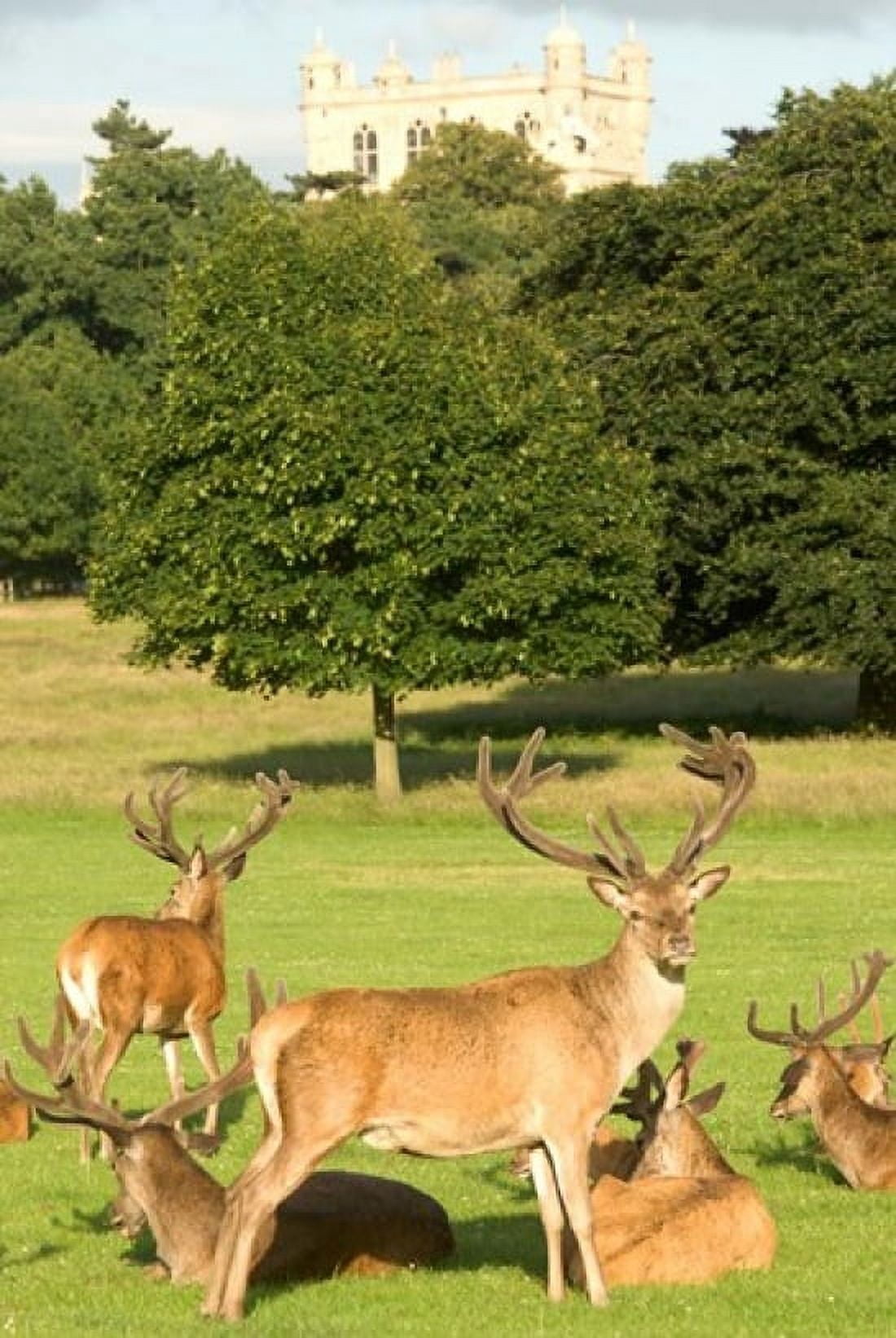 English red deer stags Nottingham England Canvas Art - Peter Skinner DanitaDelimont (23 x 34)