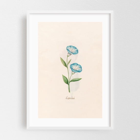 Englishe klock (1692) - Illustration Botanical Floral Vintage ...