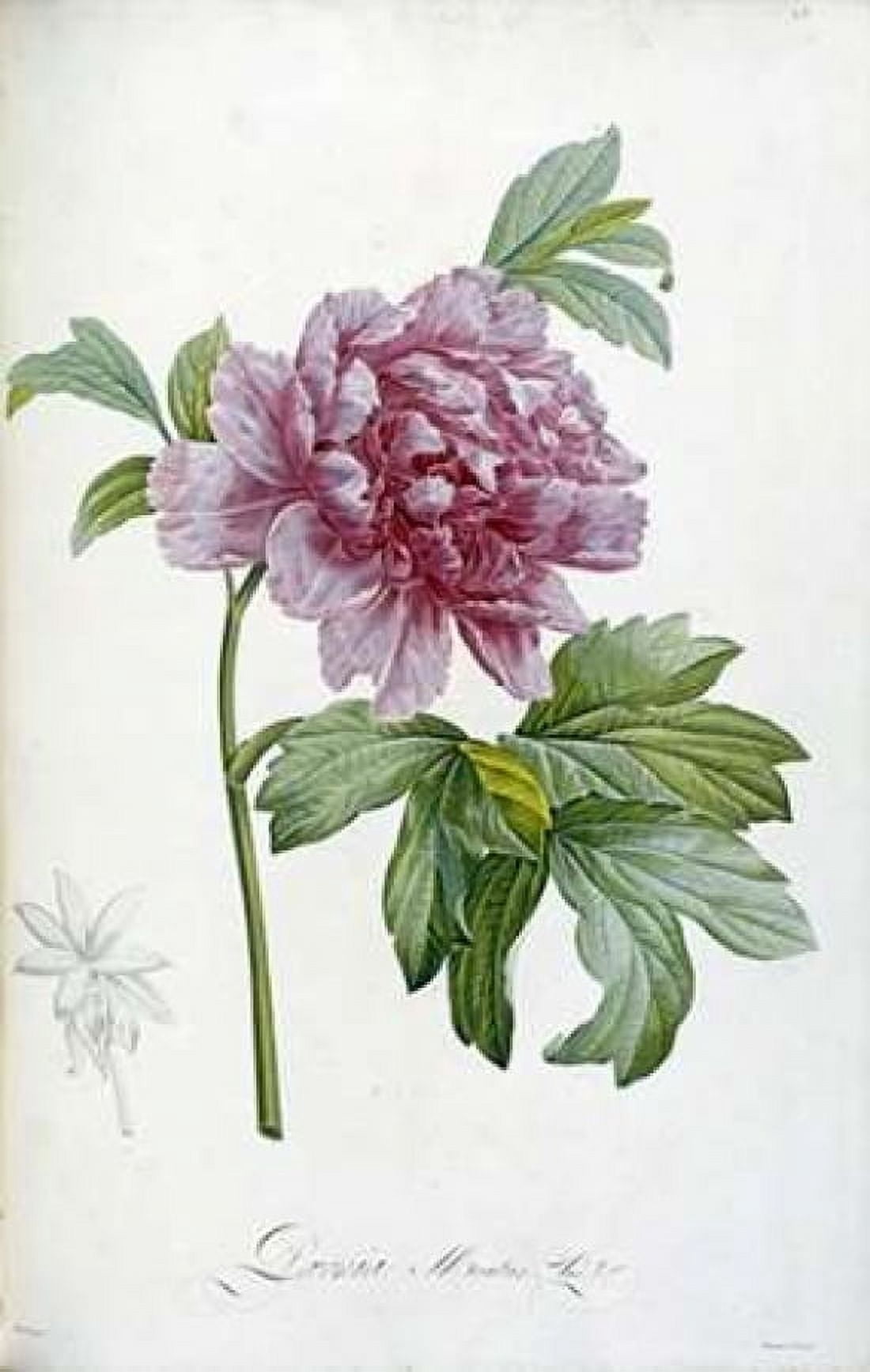 Engraving of a Peony Canvas Art - Pierre Joseph Redoute (24 x 36)