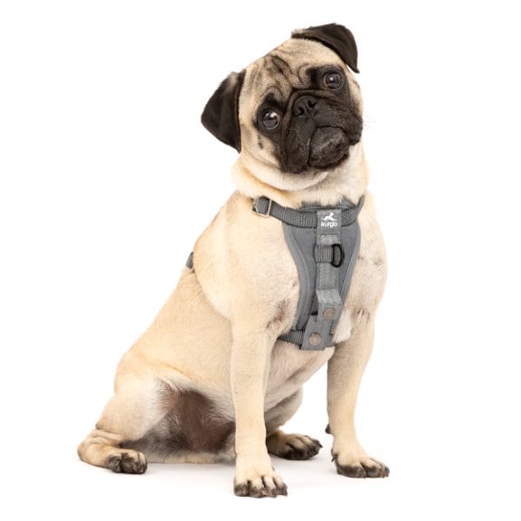 Kurgo Enhanced Strength Tru-Fit Smart Dog Harness, Charcoal, Small - Crash Tested Car Safety