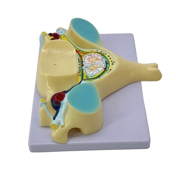 Enlarged Fifth Cervical Spine Model Medicals Model Humans Bone Model with Medulla Spinalis and Spinal Teaching Aid