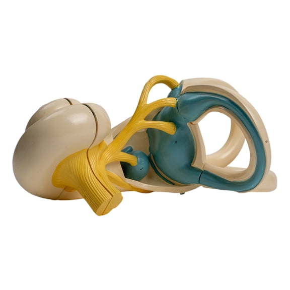 Enlarged Human Inner Ear Anatomy Model Removable Human Internal Ear Model Shows Detail of Internal Ear for Doctor