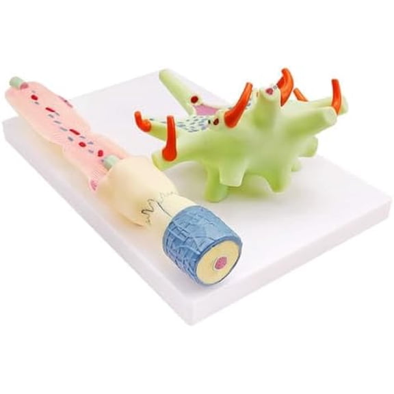 Enlarged Model of Neuron Cell Body and Nerve Fiber Structure Model Human Neuron Times Enlarged Nervous Systemanatomy Model Lab Medical Science Teaching Tools$$Tools & Hardware Other