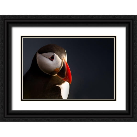 Ennedi 18x13 Black Ornate Wood Framed with Double Matting Museum Art Print Titled - Puffin portrait