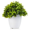 thumbnail image 1 of Enova Home Artificial Eucalyptus Plant in White Pot, 1 of 3