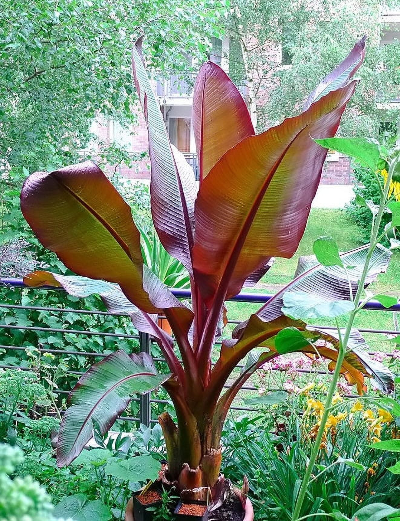 Ensete Maurelii Live Indoor Red Abyssinian Banana Plant, Cold Hardy