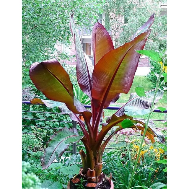 Ensete Maurelii - Live Indoor Red Abyssinian Banana Plant, Cold Hardy ...