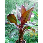 Ensete Maurelii Red Abyssinian Banana Cold Hardy Tropical Banana Plant