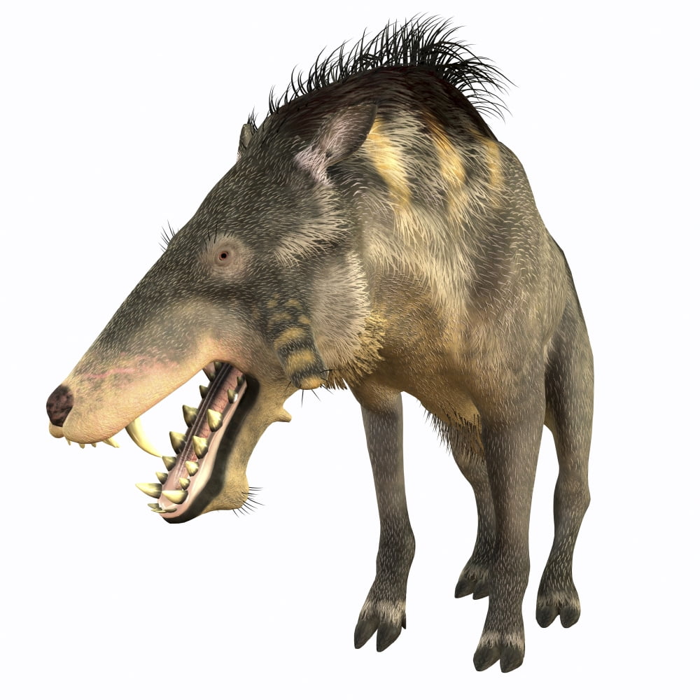 Entelodon white background Canvas Art - Corey FordStocktrek Images (28 x 28)