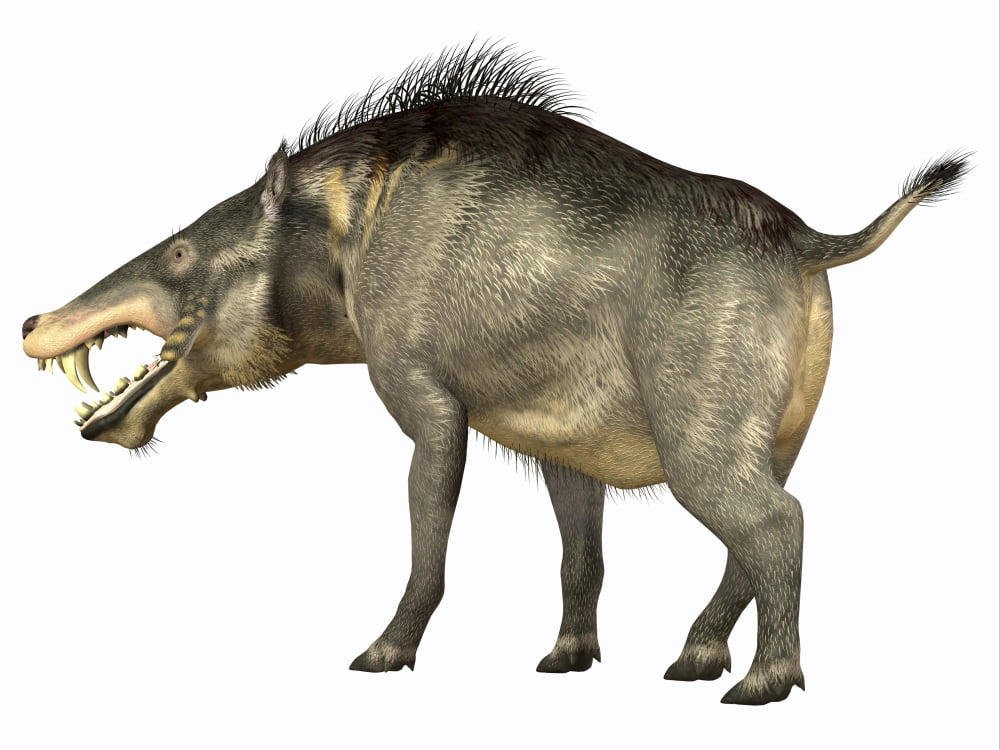 Entelodon white background Canvas Art - Corey FordStocktrek Images (33 x 25)