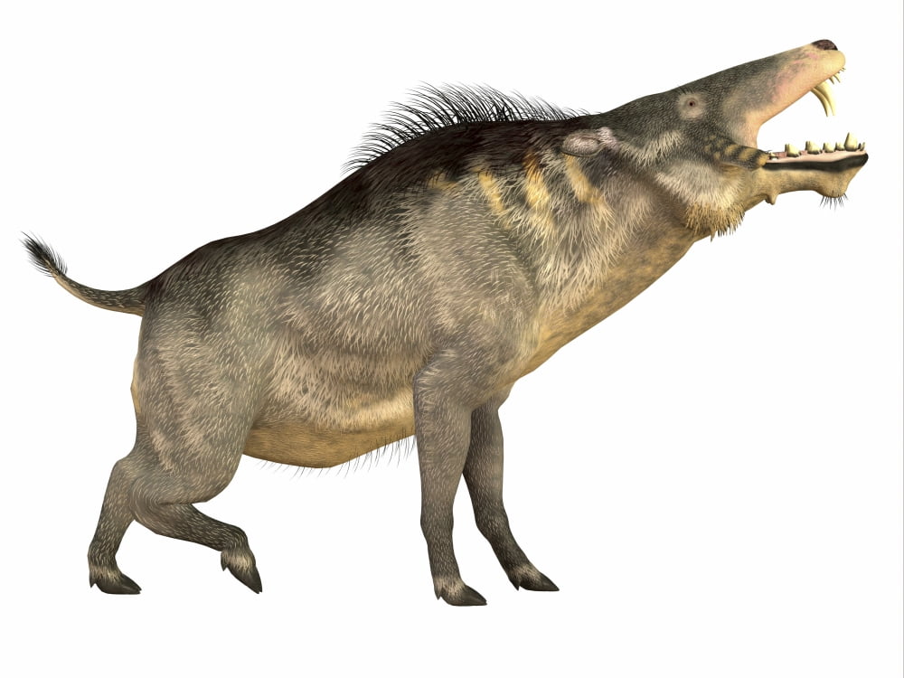 Entelodon white background Canvas Art - Corey FordStocktrek Images (33 x 25)