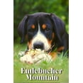thumbnail image 1 of Entlebucher Mountain: Dog breed overview and guide (Paperback), 1 of 1