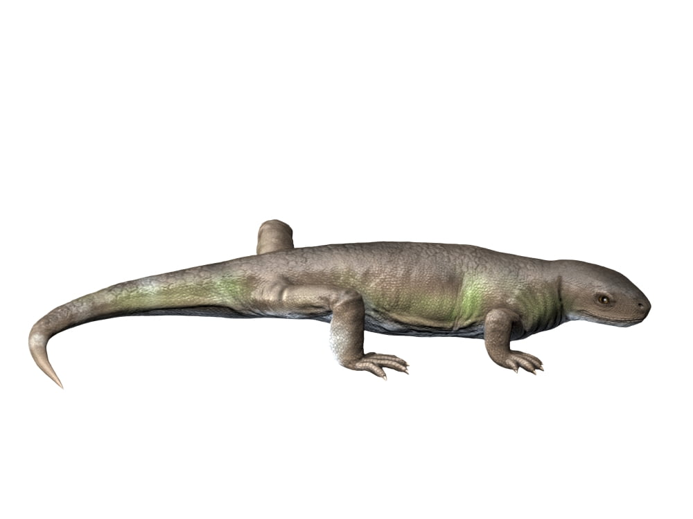 Eocasea is a synapsid from the Late Carboniferous period Canvas Art - Nobumichi TamuraStocktrek Images (33 x 25)