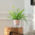 thumbnail image 1 of Eolstice Modular Self Watering Planter System, Stackable Hy-droponic Plant Growing Pots, Indoor Herb Garden Kit For Pothos Succulents Home Greenery Decor Solution, 1 of 6