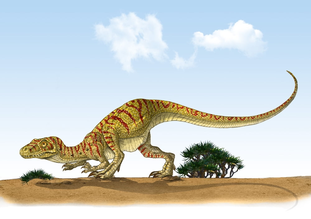 Eoraptor an early dinosaur that lived during the late Triassic Period Canvas Art - Stocktrek Images (34 x 24)