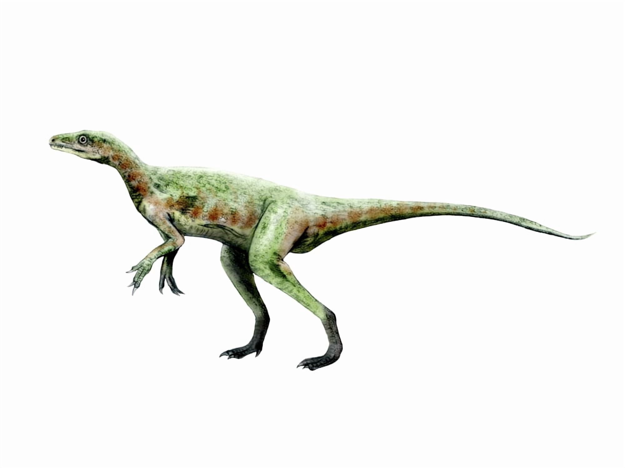 Eoraptor dinosaur Canvas Art - Nobumichi TamuraStocktrek Images (33 x 25)