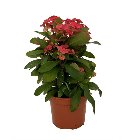 Eos Biblical Crown of Thorns Plant - Euphorbia - Red/Pink - 4" Pot