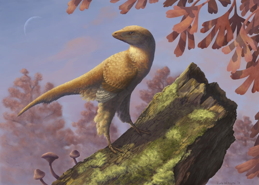 Eosinopteryx brevipenna perched on a tree branch Canvas Art - Emily WilloughbyStocktrek Images (33 x 24)